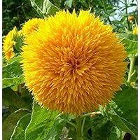 Sunflower Seeds for Planting | Heirloom & Non-GMO | 50 Teddy Bear Sunflower Seeds to Plant in Home Gardens | Full Planting Instructions on Each Planting Packet