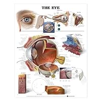 Human Eye Anatomy Chart
