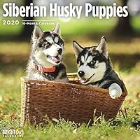 Siberian Husky Puppies Cal 2020