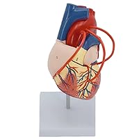 Teaching Model,Heart Model Anatomy 1:1 Human Heart Anatomy Model with 2 Detachable Parts + Digital Labeled + Anatomical Position Instructions + Heart Bypass Vessel Heart Models