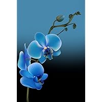 Blue Orchid Password Keeper Internet Password Book: A Discreet Hardcover “Find it Fast” Passwords Logbook with Big Alphabetical Tabs, Plus Sections to ... | The Ideal Organizer for Teens to Seniors