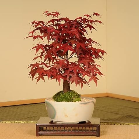 Bonsai: Seto potted maple (pot) x bonsai