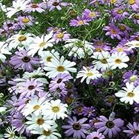 Outsidepride 10000 Seeds Perennial Brachycome Flower Seed Mix for Planting