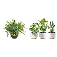 Costa Farms Boston Fern, Indoor or Outdoor Premium Live Fern Plant & Live Plants, Easy to Grow Indoor Houseplants (3-Pack)