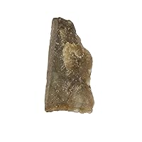GEMHUB 11.1 CT Rough Black Labradorite Rock, Certified Healing Crystal for Home and Office Decor