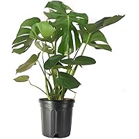 American Plant Exchange Live Monstera Deliciosa Plant with Edible Fruits, Split Leaf Philodendron Plant, Plant Pot for Home and Garden Decor, 10