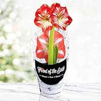Minerva Potted Amaryllis – Gift Ready, Includes Bulb, Soil & Container