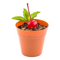 Restaurantware 4 Ounce Dessert Cups 100 Flower Pot Ice Cream Cups - Sturdy Disposable Terracotta Plastic Appetizer Cups For Layered Desserts Use At Garden Theme Parties Birthdays Or Weddings