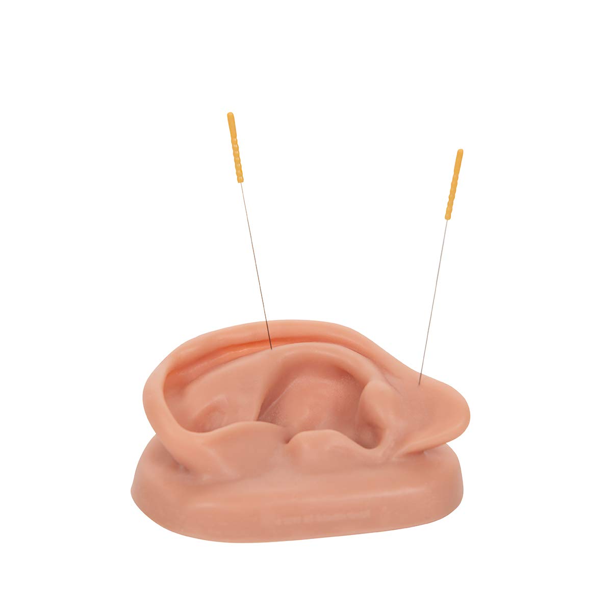 3B Scientific N15 Silicone 2 Acupuncture Ears Model, 3.7