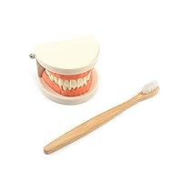 DANNI Gudong Montessori Kids Practical Life Simulated Tooth Toy Brushing Tooth Teaching Aids Real Wood Brush with Tray Preschool Toys for Children (Tooth Set)