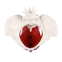Female Pelvic Girdle and Pelvic Floor Muscle Model, Uterine Bladder and Lumbar Spine, 1:1 Size, Postpartum Recovery Teaching, Doctor-Patient Communication