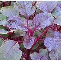 Amaranth Chinese Spinach All Red Vegetable Seeds