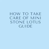 How To Take Care Of Mini Stone Lotus Guide