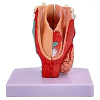Teaching Model,Throat Model Life Size Larynx Anatomy Model with Digital Labeled and Real Colors and Textures for Teaching Models Display Desktop Ornaments