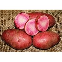 Vermillion Fingerling Potato (10 Tubers) - Heirloom