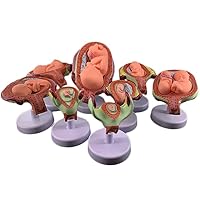 Teaching Model,Medical Anatomical Fetus Development Model 8 SeriesEmbryonic Fetal Development Model, Period of Gestation Model Removable Parts, Fetus True Proportion of T
