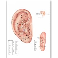 Ear Acupuncture Science Anatomy Posters for Walls Medical Nursing Students Educational Anatomical Human Organs Skeletal Muscles Poster Chart Medicine Disease Map for Doctor Enthusiasts Kid's Enlightenment Education W