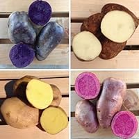 mothcattl 1 Bag Sweet Potato Seed Delicious Natural Purple Delicious Vegetable Seed for Greenhouse Purple Sweet Potato Seeds 