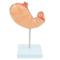1:1 Human Stomach Anatomy Model, Human Digestive System Medical Model, Detachable into 2 Parts, with Digital Indicators, Teaching Research Demonstrations