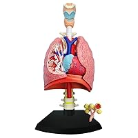 TEDCO 4D Respiratory System Model