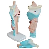 Teaching Model,Human Anatomical Model 2 Times Magnification Functional Larynx Model with 2 Detachable Parts + Clear Texture Throat Anatomy Model for Teaching Models Doctor-Patient