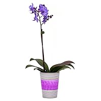 DecoBlooms Living Purple Orchid Plant - 3 inch Blooms - Fresh Flowering Home Décor