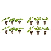 Bonnie Plants Sweet Basil 6-Pack and Sweet Mint 6-Pack Live Plant Plugs, 3 Cubic in.