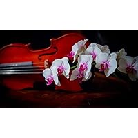 DIY Oil Painting Paint by Number Kit for Adults Kids Beginner 16X20 Inch Orchid Two-Tone Branch Violin