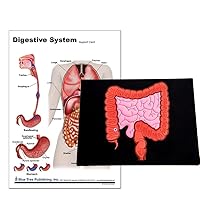 Blue Tree Publishing Anatomy of the Digestive System and Colon Model set (a4 Chart with Model)