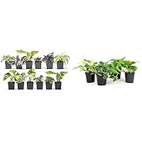 Altman Plants Live Houseplants (12PK), Indoor Plants for Delivery Prime & Live Pothos Plants (4PK) Indoor Plants Live Houseplants