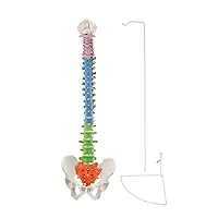 BEAMNOVA Flexible Anatomy Spine Model 85cm/33.46in Bendable with Holder Stand Colored Vertebrae Lumbar Spine Model with Nerves for Chiropractors Life Size Multicolored