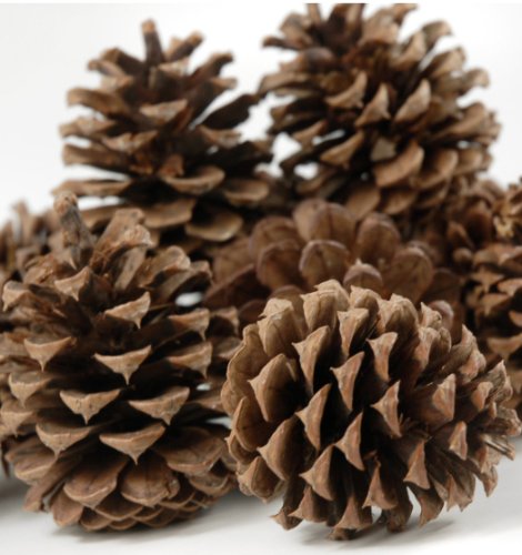 24 Ponderosa Pine Cone Natural 3"- 5" Hand Selected All Natural Premium Quality Cones Decorative Home Decor Bowl Displays Crafting UNSCENTED