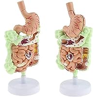 Teaching Model Tools,Human Digestive System Model for Anatomical Life Size Human Gastrointestinal Anatomy Model Study Teaching Model