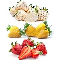 3 Colors Strawberry Four Seasons Strawberry Seeds for Planting - 800 Fresh Strawberry Seeds Individually Packed