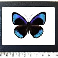 Eunica eurota blue black butterfly Peru