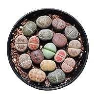 Pack of 10 Live Small Exotic Lithops Plant One Year Old Seedlings Perfect for Lithops Starter Great Terrarium Addition (Pack of 10 Seedlings)
