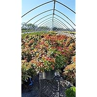 Green Promise Farms PIERIS Japonica `Mountain FIRE` (Andromeda) Evergreen, 3 Size Container, White Blossoms