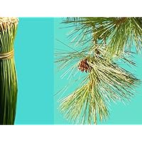 1 lb Fresh Long Organic California Ponderosa Pine Needle Strands for Basketry