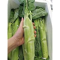 Chinese Kale Extra Large Huge Stem GAI LAN Seeds cải làn Than lon Big Sum Kailaan 嫩莖大芥蘭 Gailan Big Stem Làn Cải rổ siêu to khổng lồ (1/8oz About 625 Seeds)