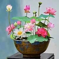 10pcs Mixed Pink, Red & Green Color Bowl Lotus Seeds for Planting Beautiful Water Plants for Indoor Bonsai, Outdoor Ponds and Gardens Water Lily Seeds