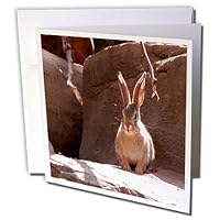 3dRose Rabbit in the Sun - Greeting Cards, 6 x 6 inches, set of 6 (gc_15219_1)