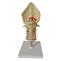 Life Size Human Anatomical Model Cervical Vertebra Model Cervical Spine with Neck Artery Occipital Bone Disc Nerve Model