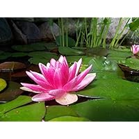 10 Pink Lotus Water Lily Pad Nymphaea Sp Pond Flower Seeds + Gift & Comb S/h