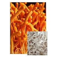CordyCeps Mushroom Mycelium Grain Spawn 1LB