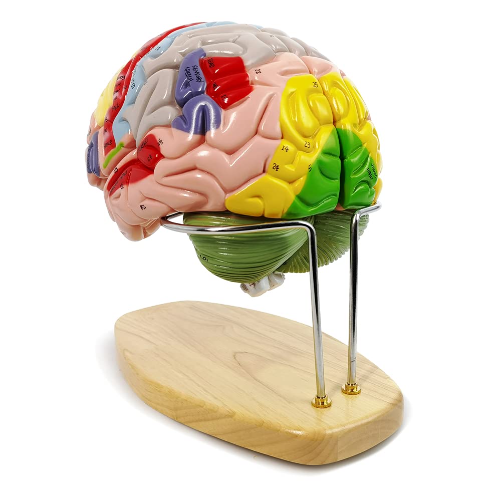 2023 Newest Human Brain Model for Neuroscience Teaching with Labels 1.5 Times Life Size Anatomy Model for Learning Science Classroom Study Display Medical Model,9 Colors to Identify Brain Functions