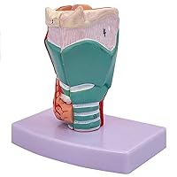Teaching Model,Larynx Model 3D 1:1 Larynx Anatomical Modelo with Digital Labeled and Real Colors and Textures for Understanding The Structure of The Human Larynx