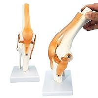 Knee Model, Flexible Knee Joint Model with Ligament and Stand, Life Size Human Knee Joint Model, Knee Anatomy Model, Human Knee Joint Model for Learning, Demonstrating