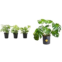 Essential Houseplant Collection (3PK) Live Plants Indoor Plants Live Houseplants in Plant Pots & Costa Farms Monstera Swiss Cheese Plant, Live Indoor Plant, Easy to Grow Split Leaf Houseplant