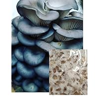Blue Oyster Mushroom Mycelium Grain Spawn, 2oz