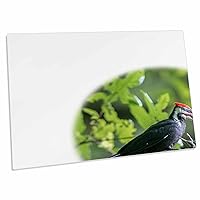 3dRose Male Pileated Woodpecker Feeds Begging Chicks at nest... - Desk Pad Place Mats (dpd-315142-1)